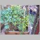 Our little garden crop of 2004. last of the brocolli, failed tomatos. Notice lack of weeds.JPG